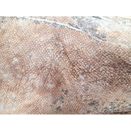 cuir cabillaud - poisson - maroquinerie - nuancé - brun clair mat - Cuirenstock