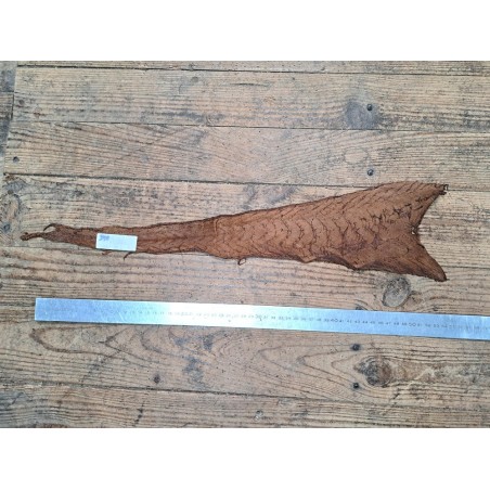 cuir cabillaud - poisson - maroquinerie - brun mat - Cuirenstock