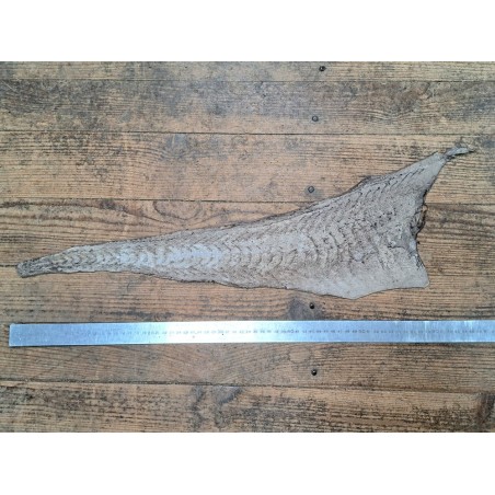 cuir cabillaud - poisson - maroquinerie - naturel mat - cuirenstock