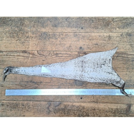 cuir cabillaud - poisson - maroquinerie - naturel - cuir en stock