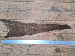 cuir cabillaud - poisson - maroquinerie - brun kaki mat - cuir en stock