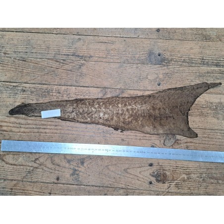 cuir cabillaud - poisson - maroquinerie - brun kaki mat - Cuirenstock