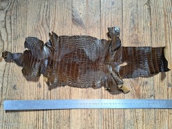 Morceau de cuir de crocodile - Brun kaki - Cuir en Stock