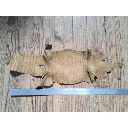 Morceau de cuir de crocodile - Brun kaki - Cuir en Stock