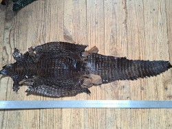 Peau de cuir de crocodile véritable - Café - Cuir en Stock