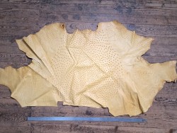 Peau de cuir d'autruche - jaune ocre - picots luxe - Cuir en stock