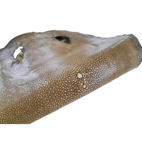 Peau de galuchat - perle centrale - cuir exotique - olive - Cuir en Stock