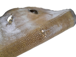 Peau de galuchat - perle centrale - cuir exotique - olive - Cuir en Stock