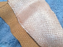 2 peaux uniques - Perche du Nil - C - Cuir en Stock