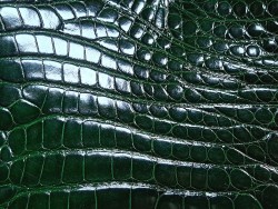 Morceau de cuir de crocodile véritable vert - Cuir en Stock