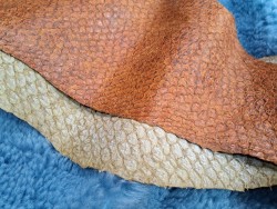 2 peaux uniques - Perche du Nil - H - Cuir en Stock
