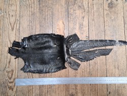 Lot de 2 peaux de cuir de lézard - B - Cuirenstock
