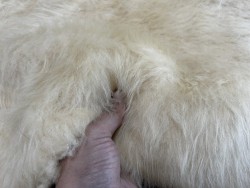 Peau de mouton lainé - CHOIX ÉCART - T - Cuir en Stock