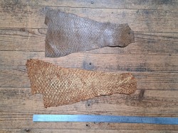 2 peaux uniques - Perche du Nil - C - Cuir en Stock