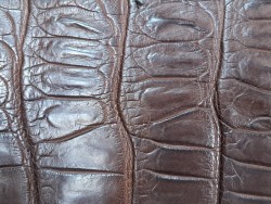 Queue de crocodile - Marron mat - Cuir en Stock