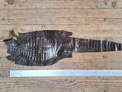 Peau de cuir de crocodile véritable - Marron - Cuir en Stock