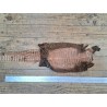 Peau de cuir de crocodile véritable - Marron - Cuir en Stock