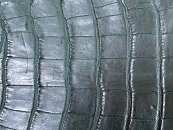 Queue de crocodile véritable - Vert mat - Cuir en Stock