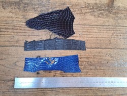 3 morceaux de cuir de crocodile véritable - Bleu