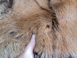 Peau de cuir de chèvre poils - Choix écart - M - Cuirenstock