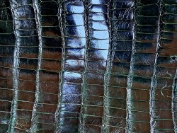 Peau de crocodile vert forêt - Cuir en Stock